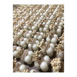 Bernamiofficial Bubble Mum Hediyelik 20adet