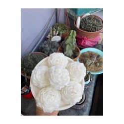 Bernami Şakayik Kokulu Mum 2 Li Beyaz Renk