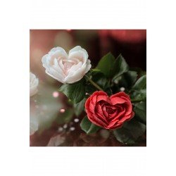 1 Adet Beyaz Aşk Gül Kokulu Mum Beyaz Renk Yapılır Soya Parafin Jel Mum