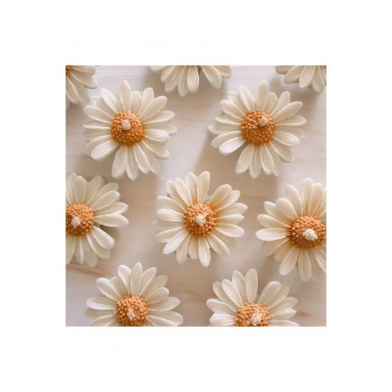 Official Papatya Mum - 3 Adet