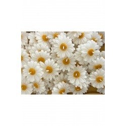 Official Papatya , Nikah Şekeri, Doğum, Sünnet, Düğün Nişan Söz, Kına, Doğum Günü - 15 Adet