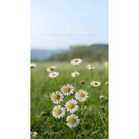 Pinterest Yüzen mum papatya 1 adet sarı beyaz kokulu mum soya wax parafini