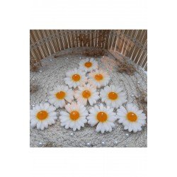 Papatya Mum Sarı Nişan, Nikah, Doğum Günü, Özel Gün - 10 Adet