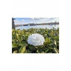 Dekoratif Hediyelik Gül Mum - Düğün - Nikah Şekeri - Doğum - Sünnet - Nişan Söz - Kına - Doğum Günü