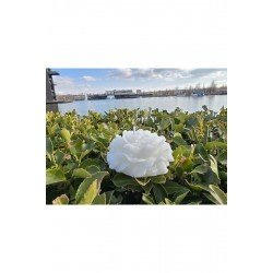 Dekoratif Hediyelik Gül Mum - Düğün - Nikah Şekeri - Doğum - Sünnet - Nişan Söz - Kına - Doğum Günü