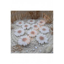 Pinterest Papatya Mum A.Kahve Nişan, Nikah, Doğum Günü, Özel Gün - 10 Adet