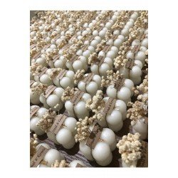 Bernamiofficial Bubble Mum Hediyelik 20adet