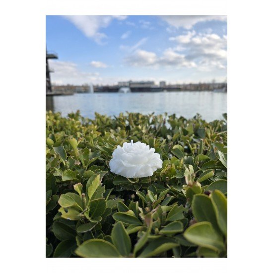 Dekoratif Hediyelik Gül Mum - Düğün - Nikah Şekeri - Doğum - Sünnet - Nişan Söz - Kına - Doğum Günü