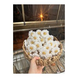 El Yapımı Papatya Şeklinde Kokulu Mum – Düğün, Nişan, Söz, Nikah ve Özel Gün Hediyelik 1 Adet