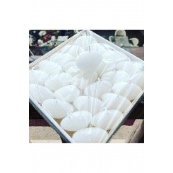 50 adet özel istiridye mum davet nikah söz nişan kına hediyelik