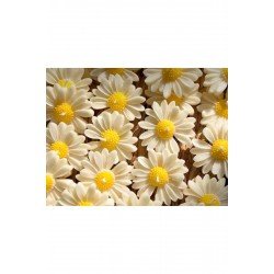 50 adet Hediyelik papatya mum